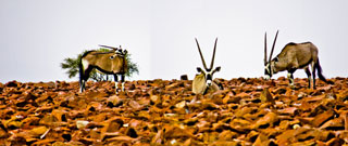 Wildfotografie von Antilophen