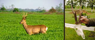 Rehbock, Wildfotografie