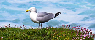Landschaftsbild Cornwall