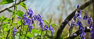 Blumenbild Südengland