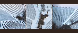 Weinstöcke im Winter